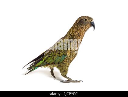 Kea Bird Walking, Nestor notabilis, o pappagallo alpino, isolato su bianco Foto Stock