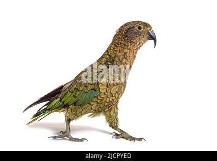 Kea Bird Walking, Nestor notabilis, o pappagallo alpino, isolato su bianco Foto Stock