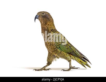 Kea Bird Walking, Nestor notabilis, o pappagallo alpino, isolato su bianco Foto Stock