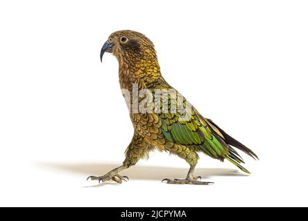 Kea Bird Walking, Nestor notabilis, o pappagallo alpino, isolato su bianco Foto Stock