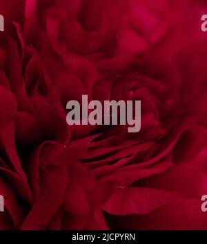 Peonie rosse in giardino. Fiore di peonia rossa. Primo piano di un bel fiore rosso di Peony. Foto Stock