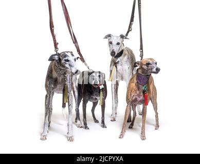 Molti vecchi cani Galgo espanol in piedi un colletto, isolato su bianco Foto Stock