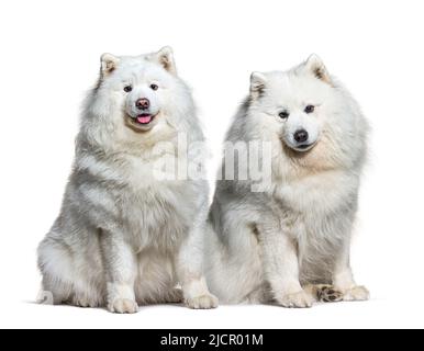 Due cani bianchi samoyed fianco a fianco, isolati su bianco Foto Stock