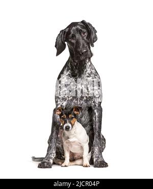 Due cani insieme, tedesco Shorthair Pointer e Jack Russell Terrier, isolato su bianco Foto Stock