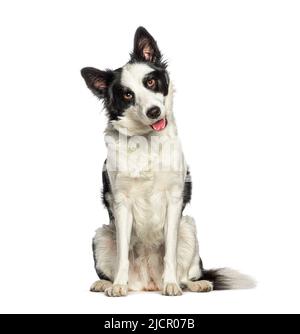 Seduta e pantante bordo collie cane con un colletto, isolato su bianco Foto Stock