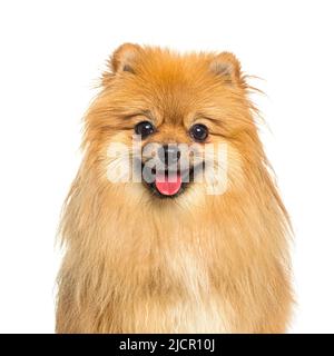 Colpo di testa di un cane Pomeranian felice che ansima Foto Stock