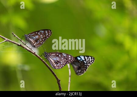 Le farfalle della tigre blu si siedono su un ramoscello, su uno sfondo verde. Currumbin Wildlife Sanctuary, Queensland, Australia Foto Stock