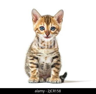 Bengala gattino seduto di fronte alla macchina fotografica, sei settimane, isolato su bianco Foto Stock