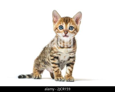 In piedi Bengala gatto gattino di fronte, sei settimane di età, isolato su bianco Foto Stock