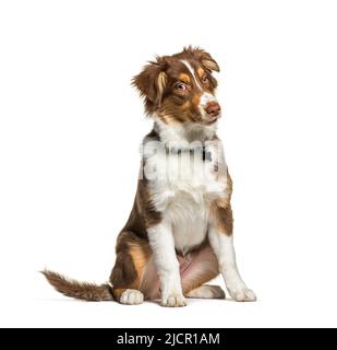 Expressive Red Tri-colored Australian shephard indossando un collard, seduto, guardando la fotocamera, isolato su bianco Foto Stock