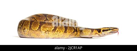 Palla python sniffing, Python regius, isolato su bianco Foto Stock