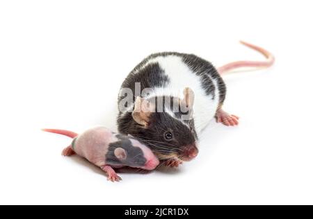 Madre fantasia mouse coccolare il suo bambino di sei giorni - Mus musculus domestica, isolato su bianco Foto Stock