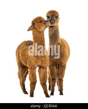 Due alpaca marrone chiaro e scuro insieme - lama pacos, insieme isolato Foto Stock