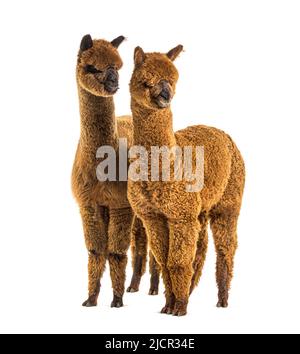 Due alpaca marrone chiaro e scuro insieme - lama pacos, insieme isolato Foto Stock