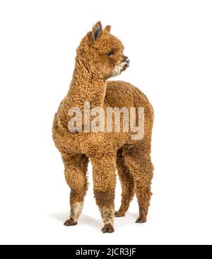 Alpaca Fawn scuro - lama pacos, isolato su bianco Foto Stock