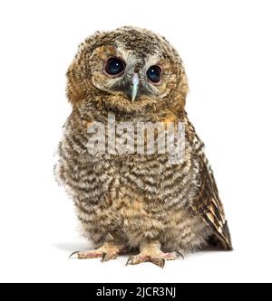 Tawny Owl di un mese, Strix aluco, isolato Foto Stock