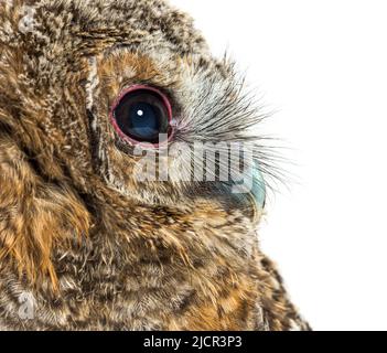 Tawny Owl di un mese, Strix aluco, isolato Foto Stock