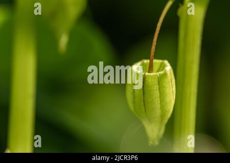 Pianta di ciliegia con foglie verdi, il gambo è cavo nel mezzo e verde, una pianta di frutta tropicale che cresce selvaggia Foto Stock