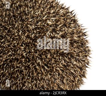 Primo piano sugli aghi di un riccio comune europeo Foto Stock