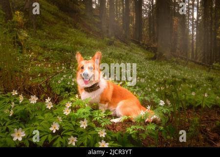 Affascinante razza di cani gallese Corgi Pembroke su una radura con fresche primrose bianche, natura primaverile in una foresta soleggiata Foto Stock