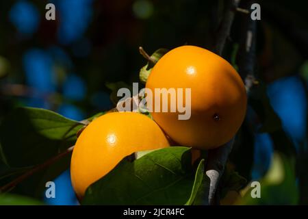 Primo piano di due bellissimi persimmons maturi su un albero in una giornata di sole Foto Stock