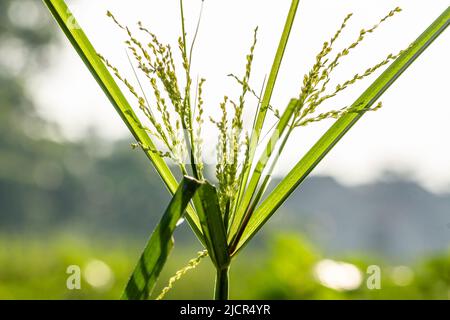 Le erbacce chiamate zombrello, lungo-verde, fiorono, in una mattinata luminosa Foto Stock