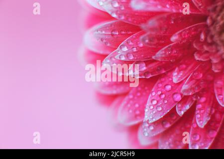 Rosa Gerbera petali di fiore con gocce d'acqua, macro su fiore. Bellissimo sfondo astratto Foto Stock