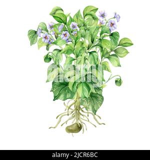 Illustrazione dell'acquerello del bush della patata su sfondo bianco. Vegetale crudo, pianta da giardino, tuberi di patate, crescita dipinta a mano. Elemento di design per uomini di design Foto Stock