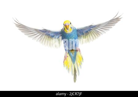 Blu arcobaleno Budgeriar uccello battenti ali si spargono di fronte alla fotocamera, isolato su bianco Foto Stock