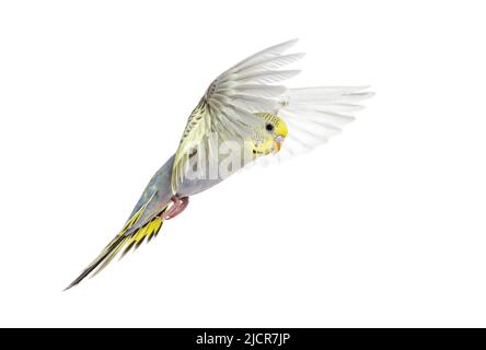Arcobaleno grigio Budgeriar uccello volare ali sparse, isolato su bianco Foto Stock
