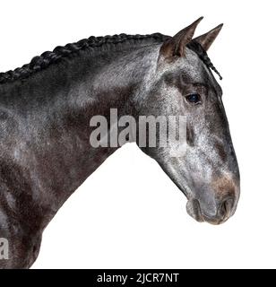 Testa di un profilo lusitano, cavallo portoghese, isolato su bianco Foto Stock