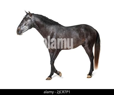 Profilo Lusitano a piedi, cavallo portoghese, isolato su bianco Foto Stock