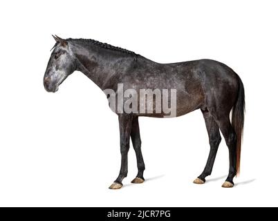 Profilo Lusitano, cavallo portoghese, isolato su bianco Foto Stock