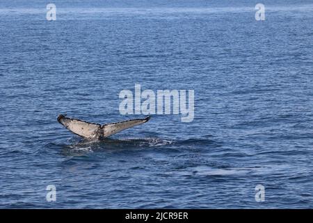 Avvistamento delle balene a sud di Hermanus, immersione delle balene in mare Foto Stock