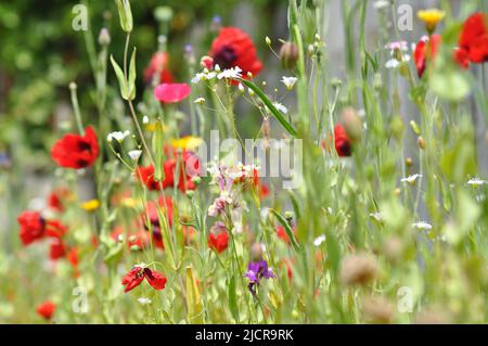 Una selezione di fiori selvatici che crescono da un pacchetto di semi di fiori selvatici in un giardino nello Yorkshire orientale, Inghilterra Foto Stock