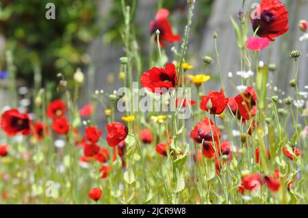 Una selezione di fiori selvatici che crescono da un pacchetto di semi di fiori selvatici in un giardino nello Yorkshire orientale, Inghilterra Foto Stock