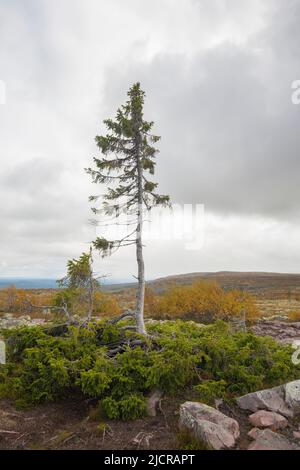Old Tjikko è un abete norvegese di 9.550 anni (Picea abies). Il vecchio Tjikko originariamente guadagnò fama come 'l'albero più antico del mondo'. Si tratta, tuttavia, di un albero clonale che ha rigenerato tronchi, rami e radici nuovi per millenni piuttosto che un albero individuale di grande età. Dlarna, Svezia Foto Stock