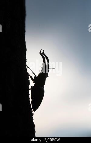 Fagiolo di cervo (Lucanus cervicus). Maschio su un albero, con una silhouette che si staglia contro il cielo della sera. Germania Foto Stock