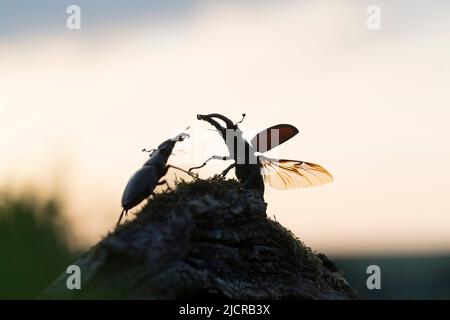 European Stag Beetle (Lucanus cervicus). Due maschi che combattono, uno dei quali con ali sparse. Germania Foto Stock