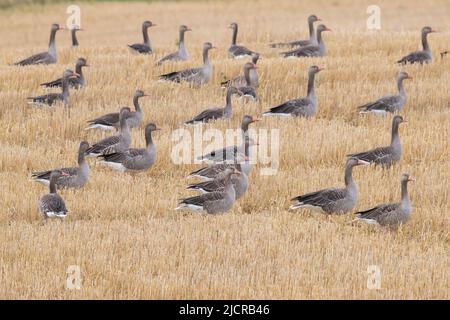 Greylag Goose, Greylag Goose (Anser anser). Raggruppare su un campo stoppia. Svezia Foto Stock