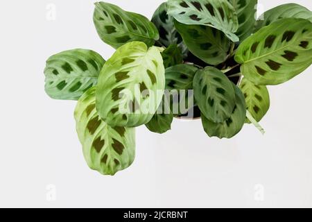 verde pianta di maranta leuconeura kerchoveana con fondo bianco Foto Stock