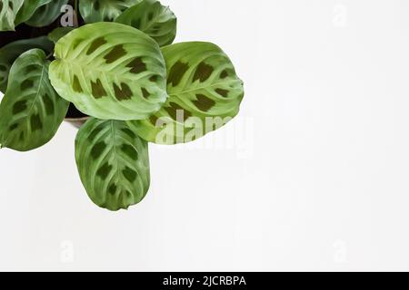 verde pianta di maranta leuconeura kerchoveana con fondo bianco Foto Stock