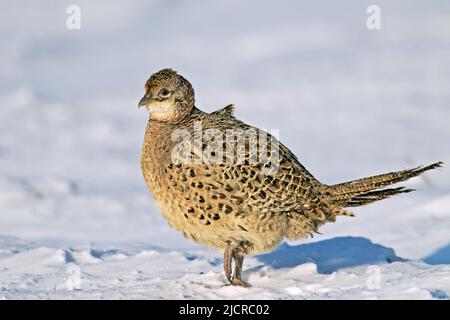 Fagiano comune, fagiano ad anello (Phasianus colchicus). Gallina che cammina nella neve. Germania Foto Stock