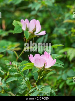 Delicate rose di cane selvatico che crescono in un hedgerow, che si trovano comunemente in rosa pallido e bianchi Foto Stock