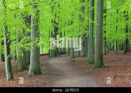 Faggio comune (Fagus sylvatica), percorso attraverso la foresta in primavera. Germania Foto Stock