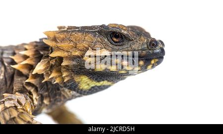 Armadillo cinse lucertola, Ouroborus cataphractus, isolato su bianco Foto Stock