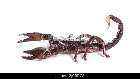 Vista laterale dello scorpione dell'imperatore giuvenile, impermeabile di Pandino, isolato Foto Stock