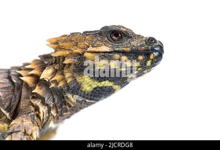 Colpo di testa di Armadillo girled lucertola, Ouroborus cataphractus, isolato su bianco Foto Stock