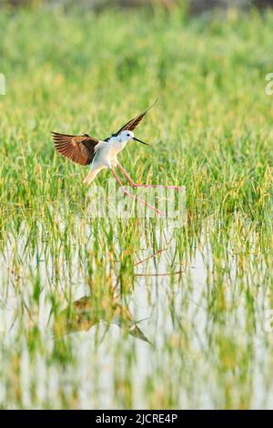 Slilt ad alare nera (Himantopus himantopus). Atterraggio per adulti in un campo di riso. Ebro Delta, Catalogna, Spagna Foto Stock