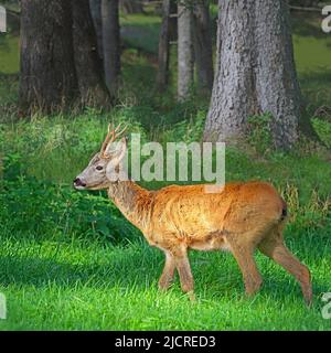 Capriolo (Capreolus capreolus). Buck al momento del cambio iniziale di cappotto a piedi nella foresta. Settembre, Austria . Foto Stock